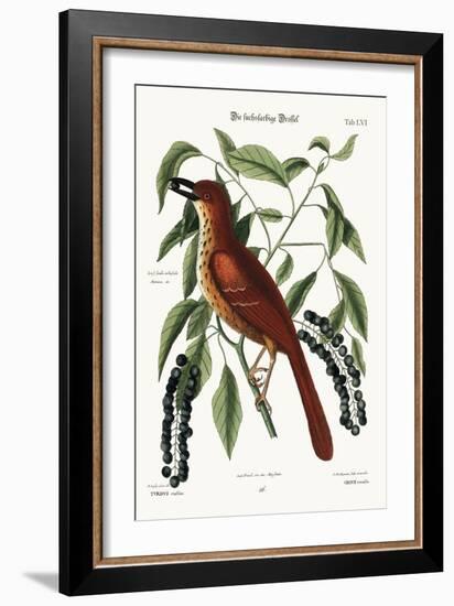 The Fox Coloured Thrush, 1749-73-Mark Catesby-Framed Giclee Print