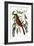 The Fox Coloured Thrush, 1749-73-Mark Catesby-Framed Giclee Print