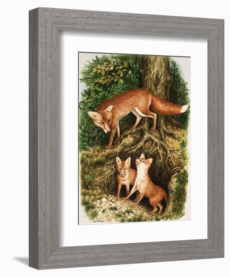 The Fox Family, Illustration from 'Once Upon a Time', 1971-John Chalkley-Framed Giclee Print