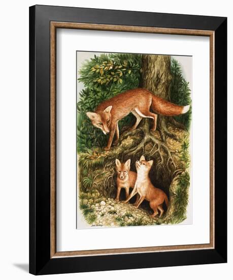 The Fox Family, Illustration from 'Once Upon a Time', 1971-John Chalkley-Framed Giclee Print