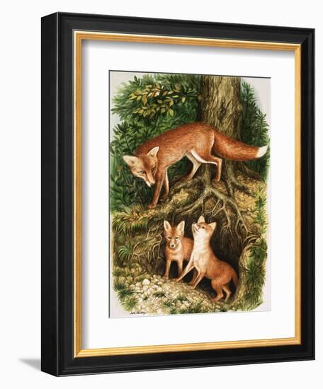 The Fox Family, Illustration from 'Once Upon a Time', 1971-John Chalkley-Framed Giclee Print