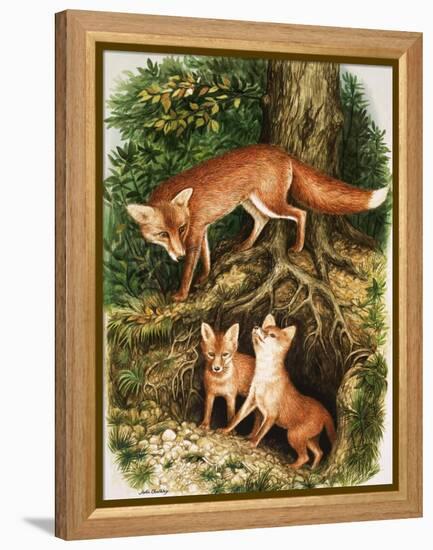 The Fox Family, Illustration from 'Once Upon a Time', 1971-John Chalkley-Framed Premier Image Canvas