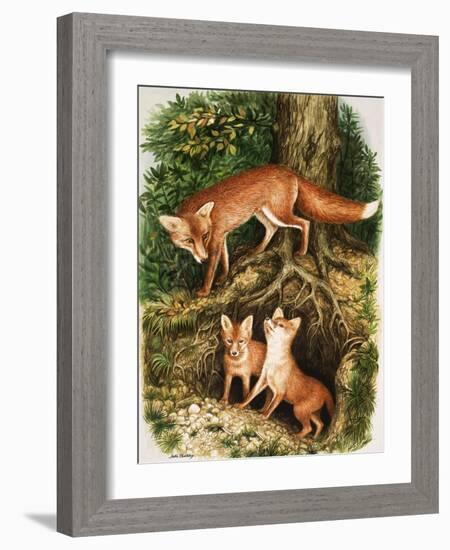 The Fox Family, Illustration from 'Once Upon a Time', 1971-John Chalkley-Framed Giclee Print