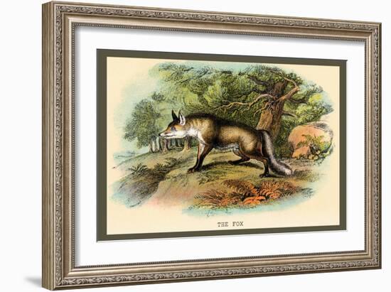 The Fox-Sir William Jardine-Framed Art Print