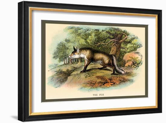 The Fox-Sir William Jardine-Framed Art Print