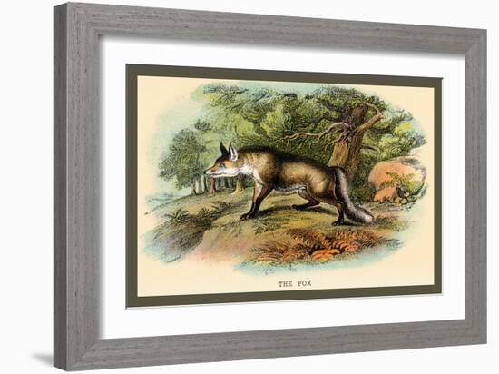 The Fox-Sir William Jardine-Framed Art Print