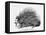 The French Porcupine, 1859-null-Framed Premier Image Canvas