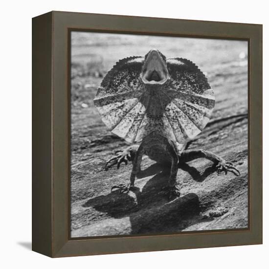 The Frilled Lizard of Australia Opening Its Frill to Ward Off Intruders-Fritz Goro-Framed Premier Image Canvas