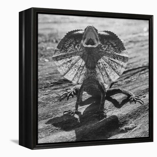 The Frilled Lizard of Australia Opening Its Frill to Ward Off Intruders-Fritz Goro-Framed Premier Image Canvas