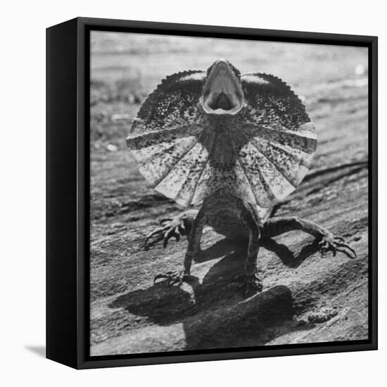 The Frilled Lizard of Australia Opening Its Frill to Ward Off Intruders-Fritz Goro-Framed Premier Image Canvas