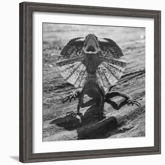 The Frilled Lizard of Australia Opening Its Frill to Ward Off Intruders-Fritz Goro-Framed Photographic Print