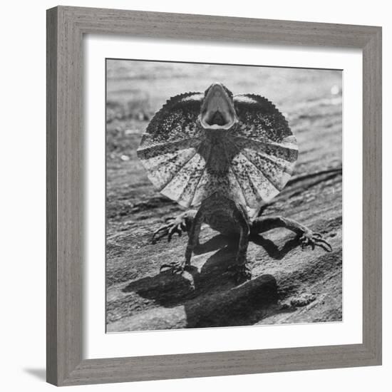 The Frilled Lizard of Australia Opening Its Frill to Ward Off Intruders-Fritz Goro-Framed Photographic Print