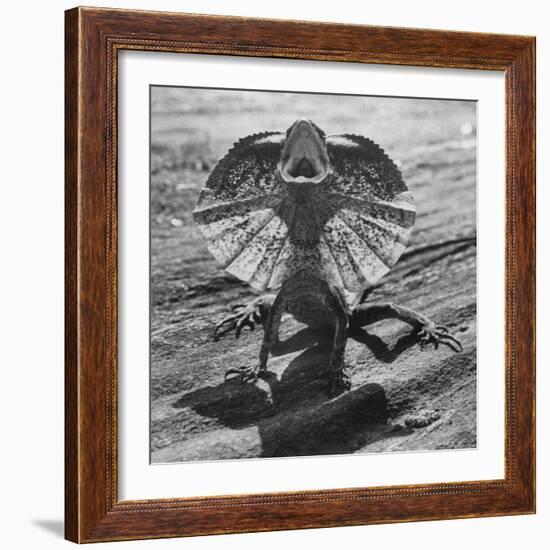 The Frilled Lizard of Australia Opening Its Frill to Ward Off Intruders-Fritz Goro-Framed Photographic Print