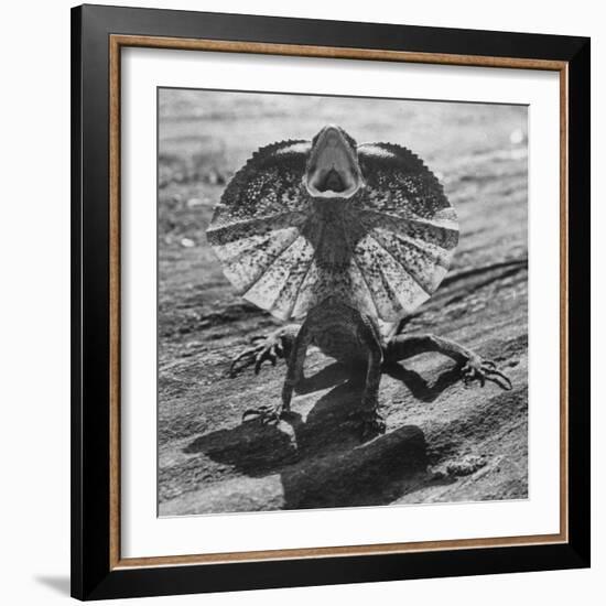 The Frilled Lizard of Australia Opening Its Frill to Ward Off Intruders-Fritz Goro-Framed Photographic Print