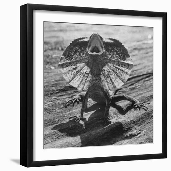 The Frilled Lizard of Australia Opening Its Frill to Ward Off Intruders-Fritz Goro-Framed Photographic Print