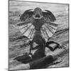 The Frilled Lizard of Australia Opening Its Frill to Ward Off Intruders-Fritz Goro-Mounted Photographic Print