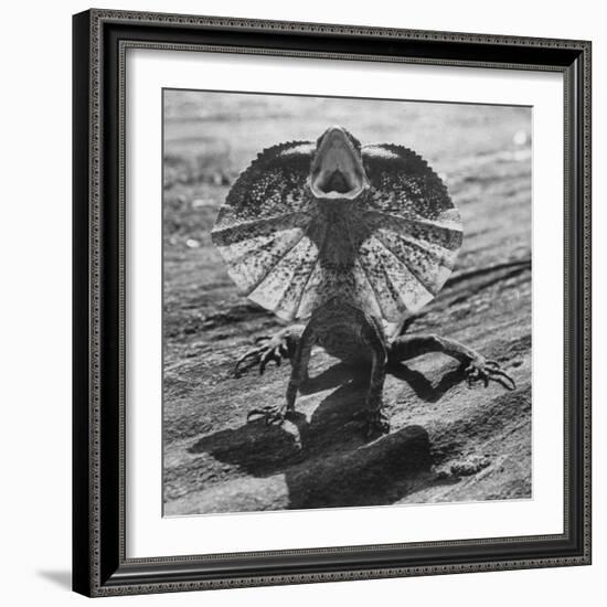 The Frilled Lizard of Australia Opening Its Frill to Ward Off Intruders-Fritz Goro-Framed Photographic Print