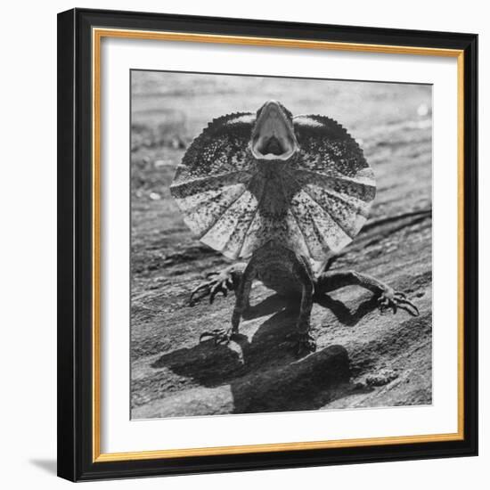 The Frilled Lizard of Australia Opening Its Frill to Ward Off Intruders-Fritz Goro-Framed Photographic Print