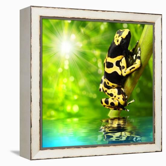 The Frog (Dendrobates Leucomelas) In A Rainforest-Kletr-Framed Stretched Canvas