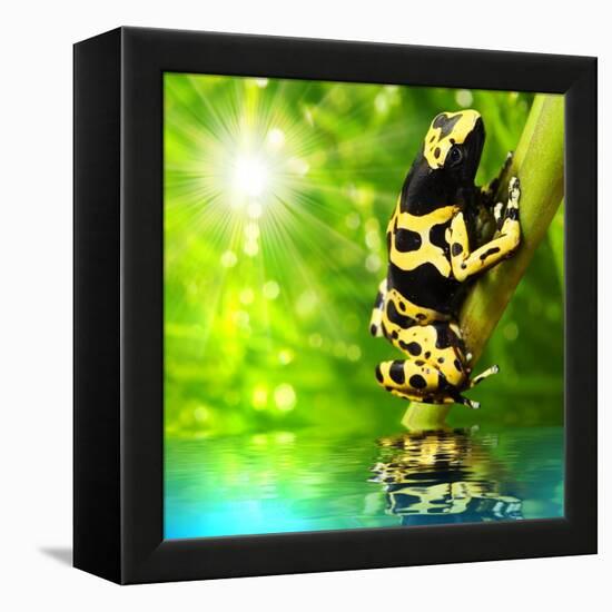 The Frog (Dendrobates Leucomelas) In A Rainforest-Kletr-Framed Stretched Canvas
