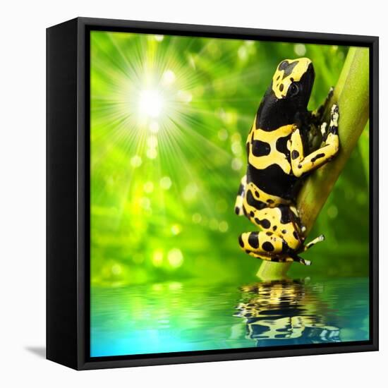 The Frog (Dendrobates Leucomelas) In A Rainforest-Kletr-Framed Stretched Canvas