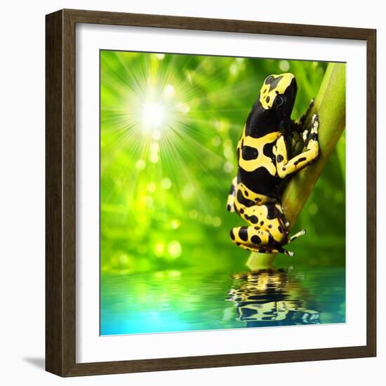 The Frog (Dendrobates Leucomelas) In A Rainforest-Kletr-Framed Art Print