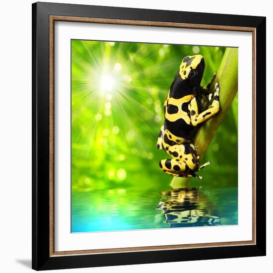 The Frog (Dendrobates Leucomelas) In A Rainforest-Kletr-Framed Art Print