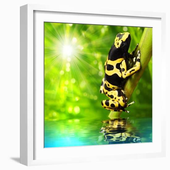 The Frog (Dendrobates Leucomelas) In A Rainforest-Kletr-Framed Art Print