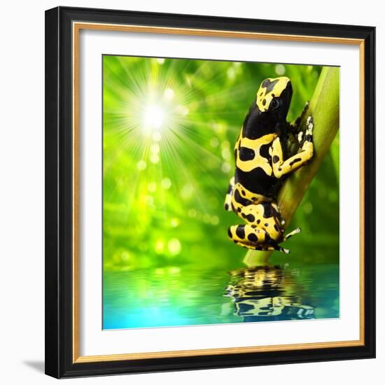 The Frog (Dendrobates Leucomelas) In A Rainforest-Kletr-Framed Art Print