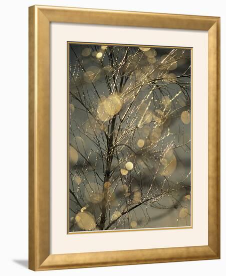 The Frozen Branches of a Small Birch Tree Sparkle in the Sunlight, Waynesboro, Pennsylvania-Raymond Gehman-Framed Photographic Print