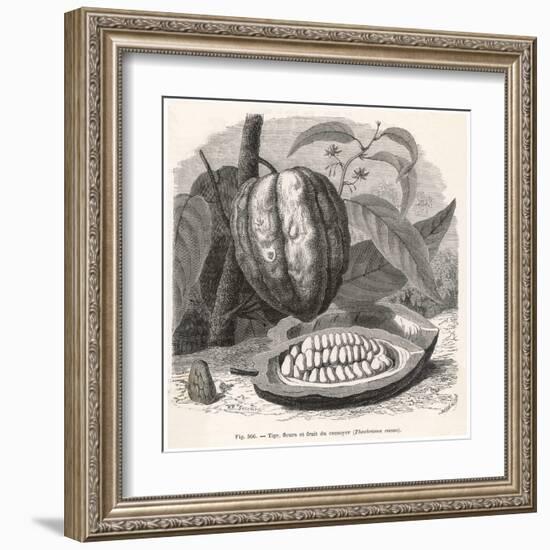 The Fruit of the Cocoa (Or Chocolate) Plant Theobroma Cacao-Berveiller-Framed Art Print