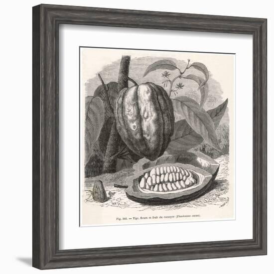 The Fruit of the Cocoa (Or Chocolate) Plant Theobroma Cacao-Berveiller-Framed Art Print