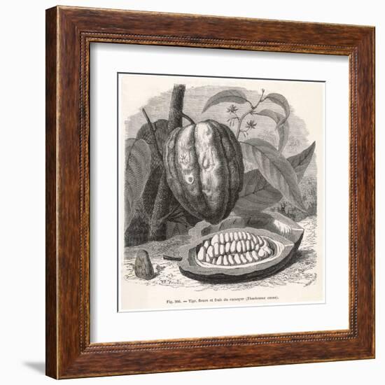 The Fruit of the Cocoa (Or Chocolate) Plant Theobroma Cacao-Berveiller-Framed Art Print