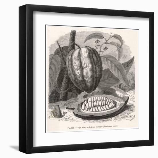 The Fruit of the Cocoa (Or Chocolate) Plant Theobroma Cacao-Berveiller-Framed Art Print