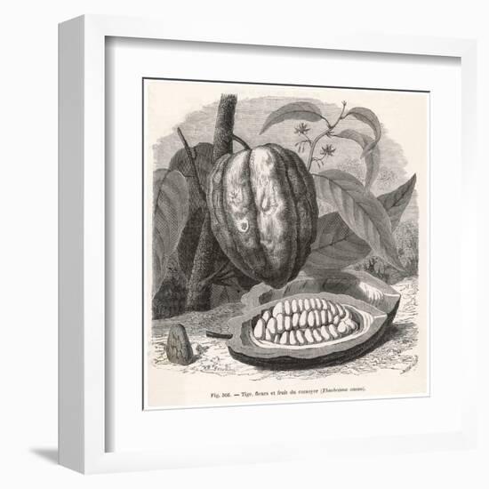 The Fruit of the Cocoa (Or Chocolate) Plant Theobroma Cacao-Berveiller-Framed Art Print