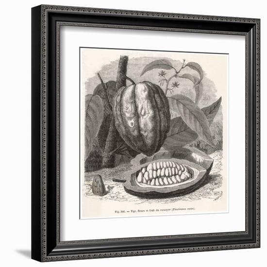 The Fruit of the Cocoa (Or Chocolate) Plant Theobroma Cacao-Berveiller-Framed Art Print