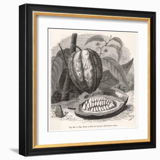 The Fruit of the Cocoa (Or Chocolate) Plant Theobroma Cacao-Berveiller-Framed Art Print