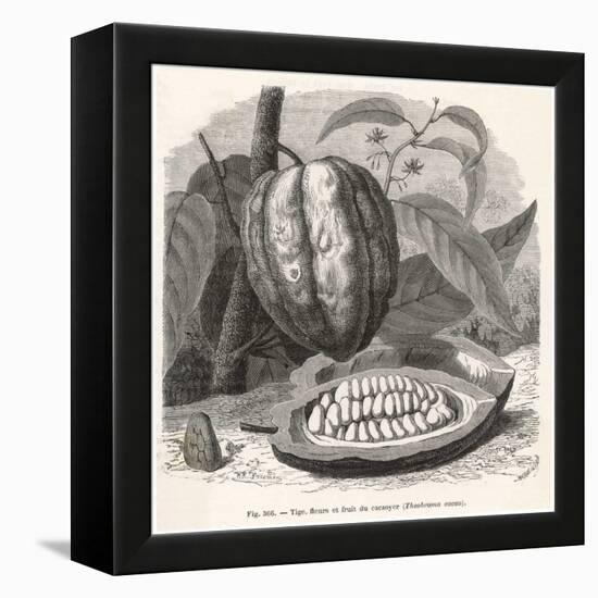 The Fruit of the Cocoa (Or Chocolate) Plant Theobroma Cacao-Berveiller-Framed Stretched Canvas