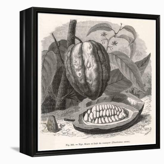 The Fruit of the Cocoa (Or Chocolate) Plant Theobroma Cacao-Berveiller-Framed Stretched Canvas