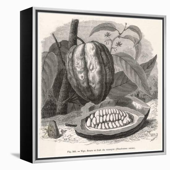 The Fruit of the Cocoa (Or Chocolate) Plant Theobroma Cacao-Berveiller-Framed Stretched Canvas