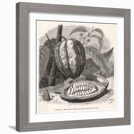 The Fruit of the Cocoa (Or Chocolate) Plant Theobroma Cacao-Berveiller-Framed Premium Giclee Print