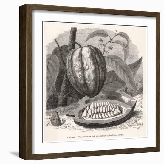 The Fruit of the Cocoa (Or Chocolate) Plant Theobroma Cacao-Berveiller-Framed Premium Giclee Print