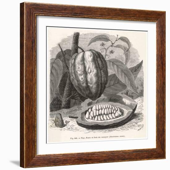 The Fruit of the Cocoa (Or Chocolate) Plant Theobroma Cacao-Berveiller-Framed Premium Giclee Print