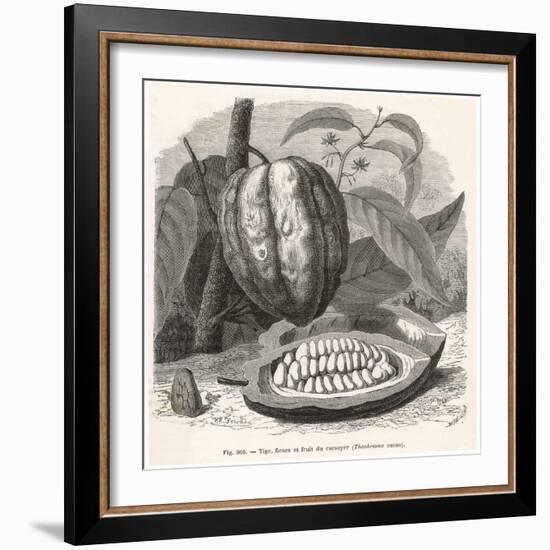 The Fruit of the Cocoa (Or Chocolate) Plant Theobroma Cacao-Berveiller-Framed Premium Giclee Print