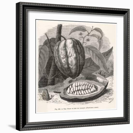 The Fruit of the Cocoa (Or Chocolate) Plant Theobroma Cacao-Berveiller-Framed Premium Giclee Print