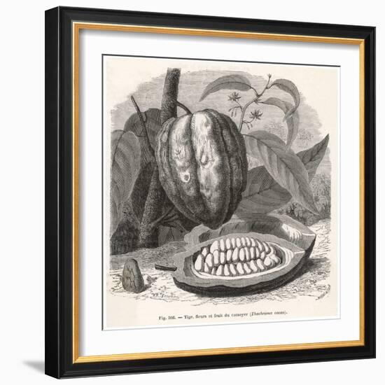 The Fruit of the Cocoa (Or Chocolate) Plant Theobroma Cacao-Berveiller-Framed Premium Giclee Print