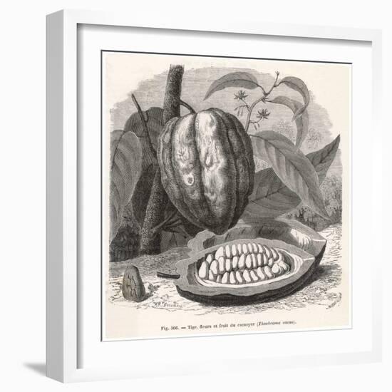 The Fruit of the Cocoa (Or Chocolate) Plant Theobroma Cacao-Berveiller-Framed Art Print