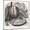 The Fruit of the Cocoa (Or Chocolate) Plant Theobroma Cacao-Berveiller-Mounted Art Print