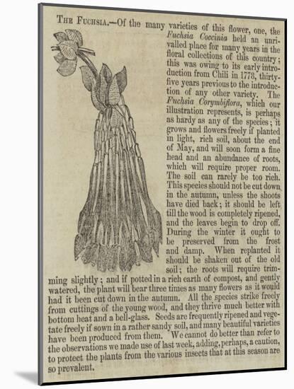 The Fuchsia-null-Mounted Giclee Print