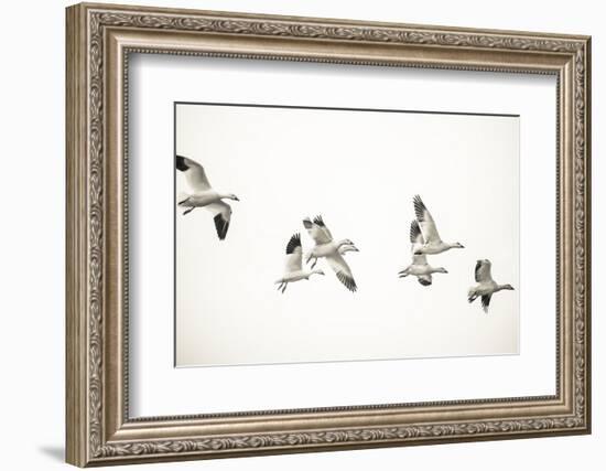 The Gaggle-Nancy Crowell-Framed Photographic Print